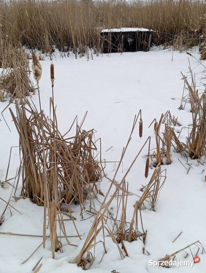 działka inwestycyjną z możliwością budowy stawu 25zł/m2