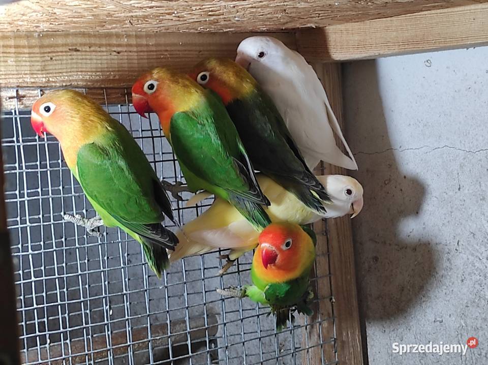 Nierozłączki fischera zielone Rębków