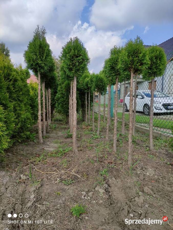 Tuja kulista na pniu Podkarpackie Rzeszów