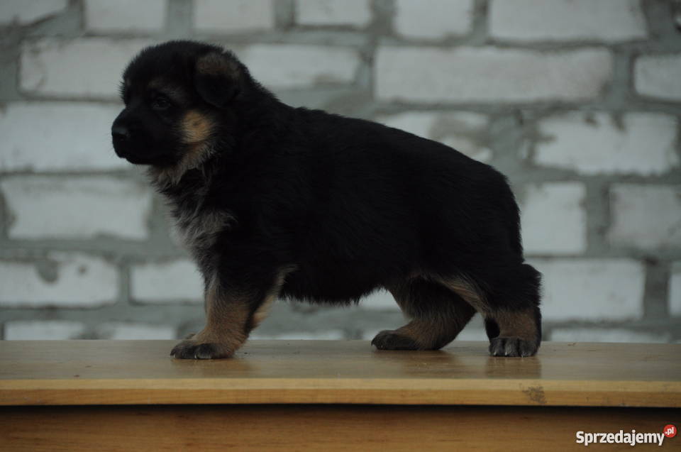 OWCZAREK NIEMIECKI SZCZENIĘTA Z RODOWODEM FCI Kępno sprzedam