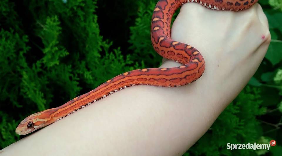 Wąż zbożowy samiec SCALELESS Red Factor het Hypo Warszawa