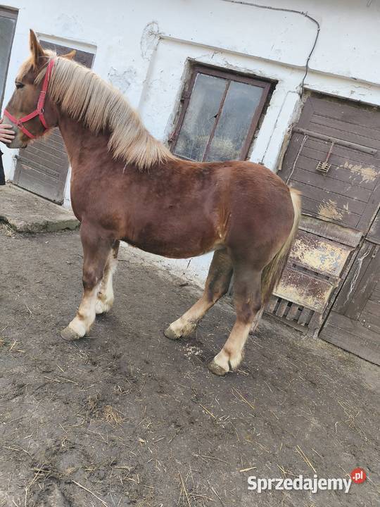 Klaczka Kobyłka zimnokrwista Tarczyn