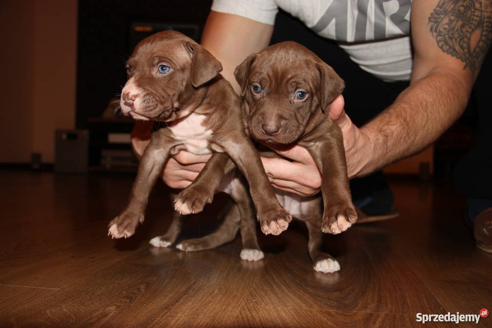 Szczenięta Pitbull Red Nose Płock