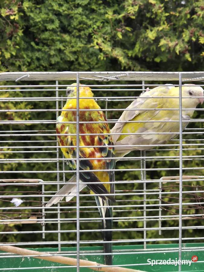 ŚWIERGOTKI SELEDYNOWE sprzedam