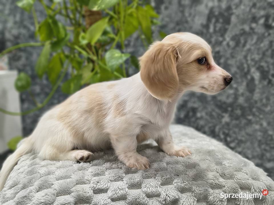 Jamnik długowłosy miniaturowy Dackel dachshund Żychlin