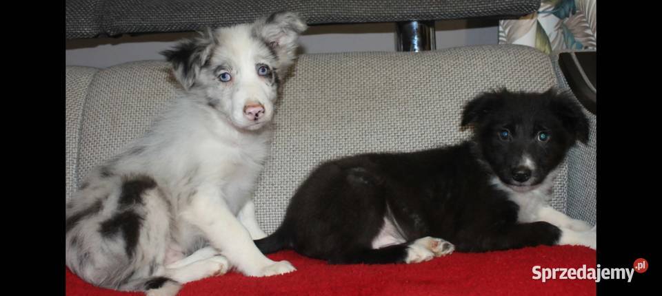 Sprzedam śliczne szczeniaki Border collie Radwan sprzedam