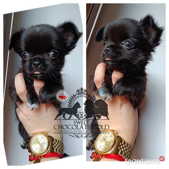 Chihuahua piesek długowłosy czarny rodowód łódzkie Bełchatów