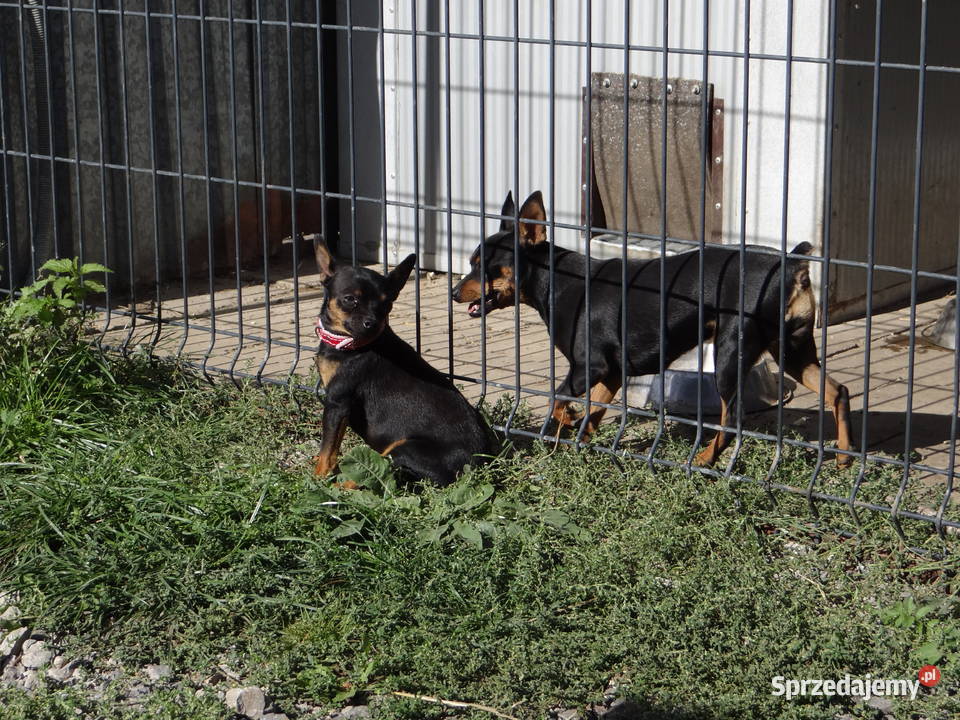 Ratlerek pinczer miniaturowy piesek roczny waga