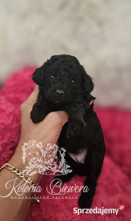 Pudel ToyMiniatura pakiet badań genetycznych Sędziejowice