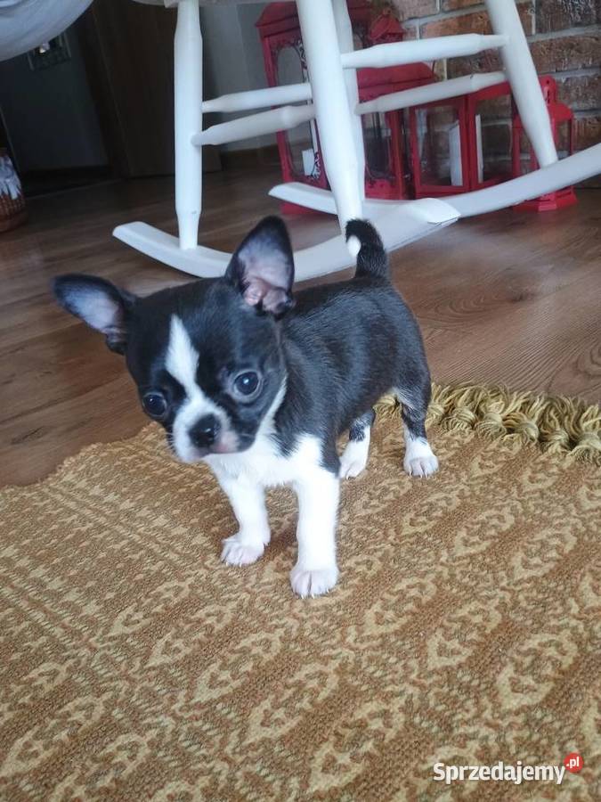 Chihuahua przepiękny chłopiec xxs łódzkie Radomsko