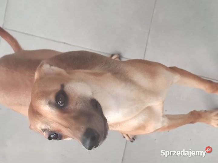 Xolo Meksykańczyk łódzkie Radomsko