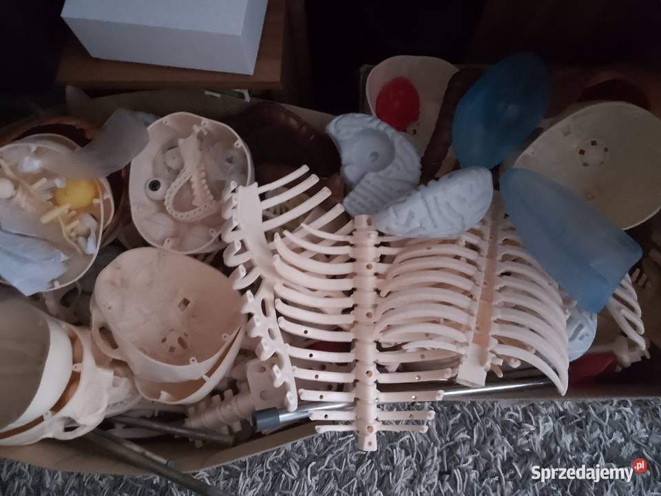 Kostek szkielet ciało człowieka tajemnice Chrzanów