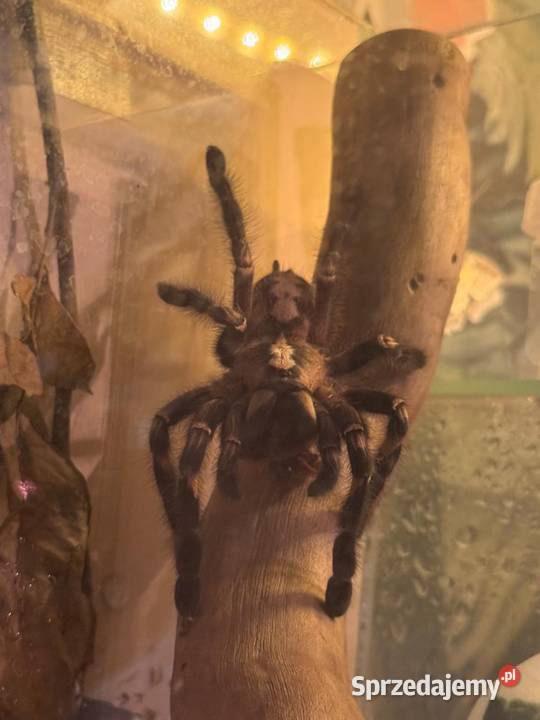 hodowla ptaszników Kraków