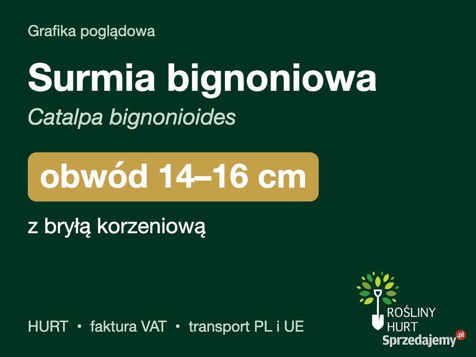Surmia bignoniowa obwód 1416 z bryłą HURT