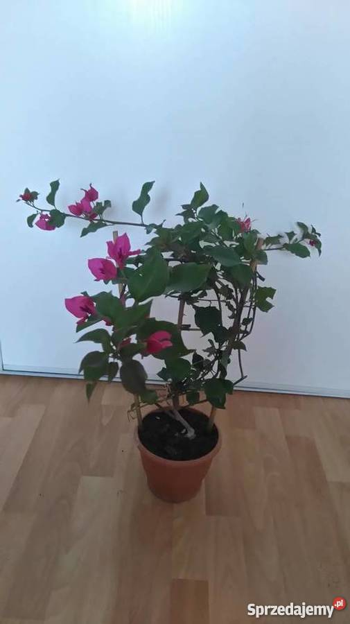 Bougainvillea kącicierń Inowrocław