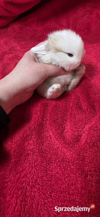 Króliczki Mini Lop Gryzonie Zwierzęta Miejska Górka