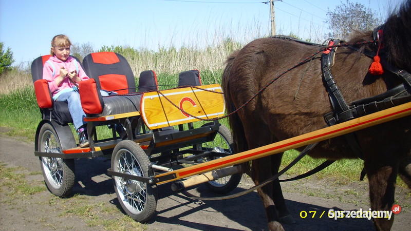 KLACZ KUCA SZETLANDZKIEGO