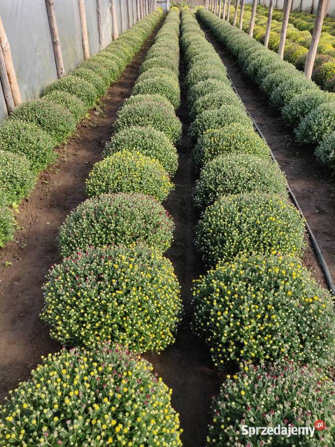 Chryzantemy Hurt Detal różne kolory Pozostałe sprzedam