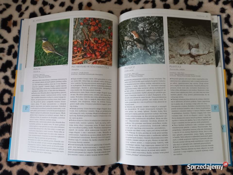 Zwierzęta Polski A do Z biologia, ekologia Kraków