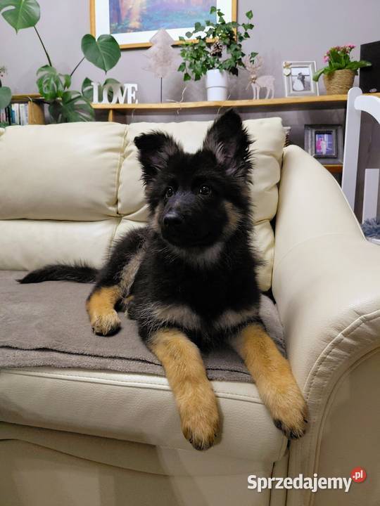 Szczenięta Owczarek Niemiecki Długowłosy Grzęby sprzedam
