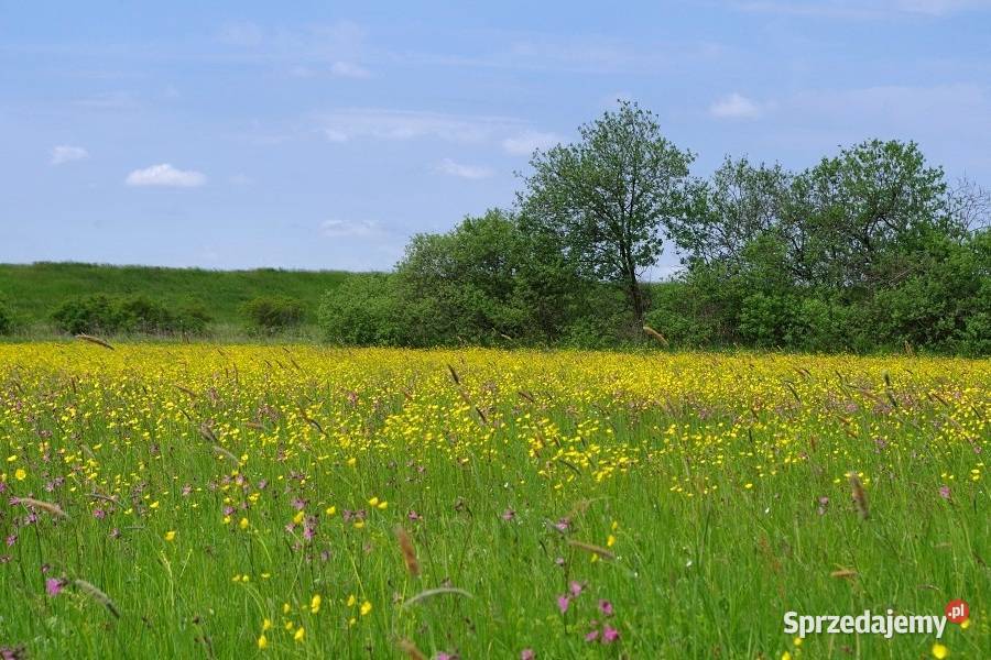 wydzierżawię ziemie rolną Repki sprzedam