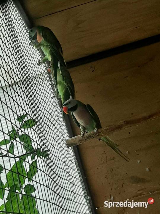 Aleksandretty różowopierśne różane para 23r Ptaki Skała