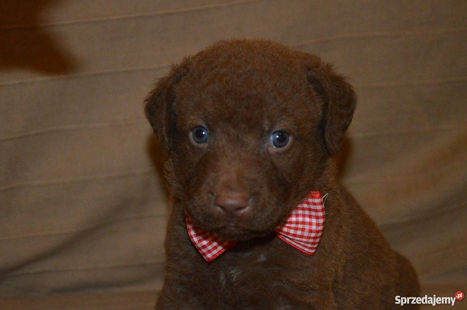 Chesapeake Bay Retriever Psy Katowice
