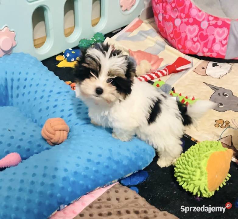 York Biewer cudeńko z Bajki Do odbioru Wrocław