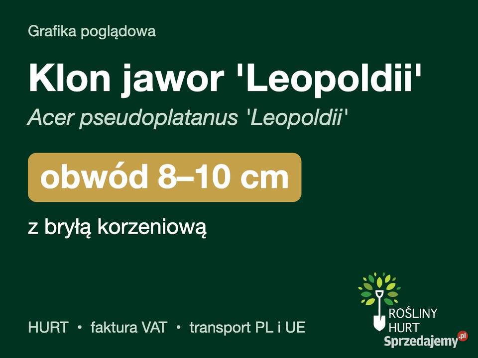 Klon jawor Leopoldii obwód 810 z bryłą HURT sprzedam