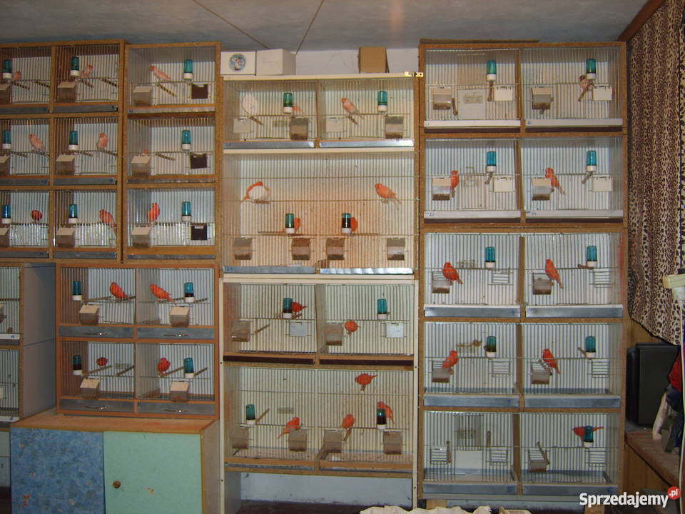 Kanarki czerwonemozaika Zwierzęta małopolskie Kraków sprzedam