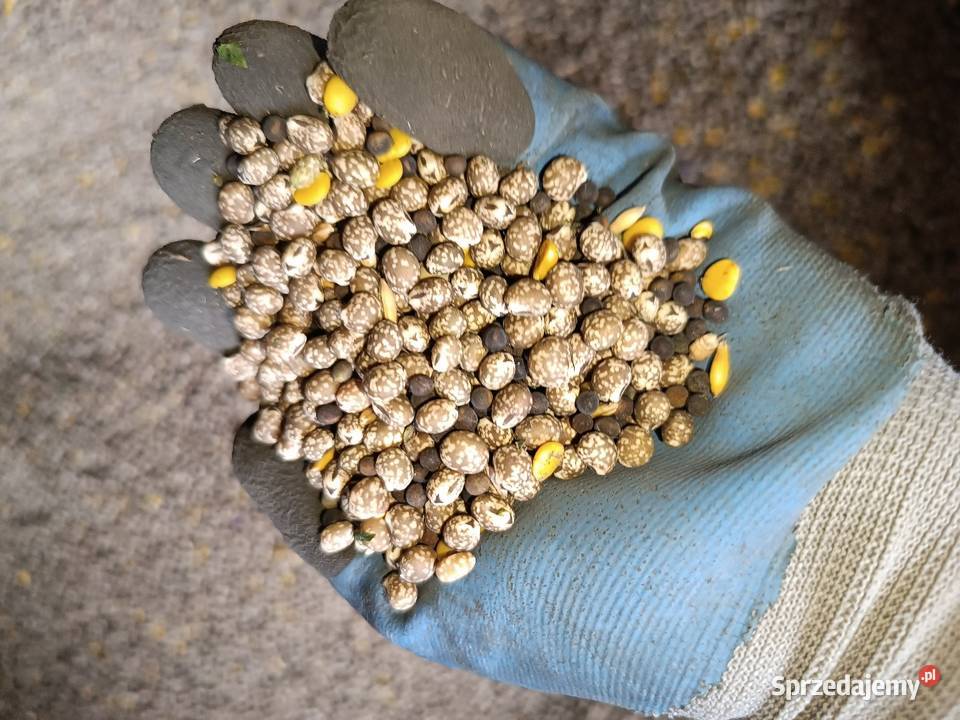 Łubin wąskolistny Biała Podlaska