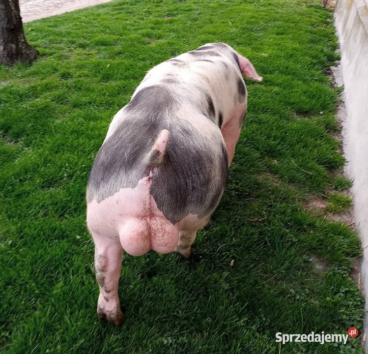 Knur knurek Pietrain Strzałkowo