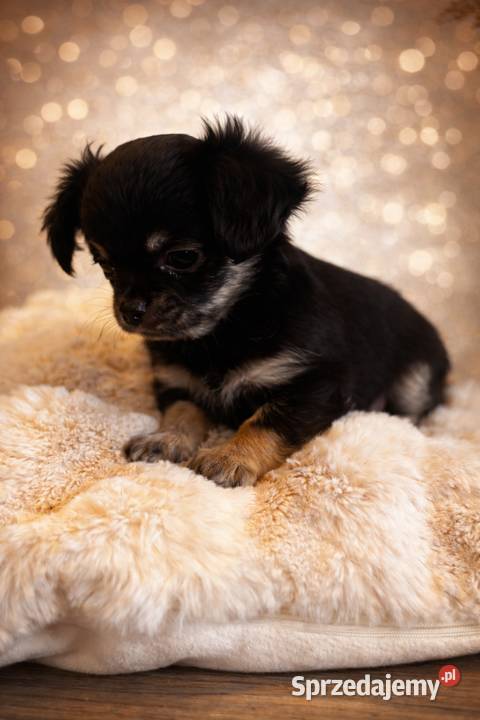Chihuahua malutki piesek długowłosy Sułkowice sprzedam