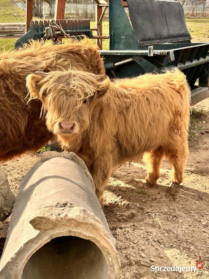Bydlo szkockie Highland Cattle Korycin