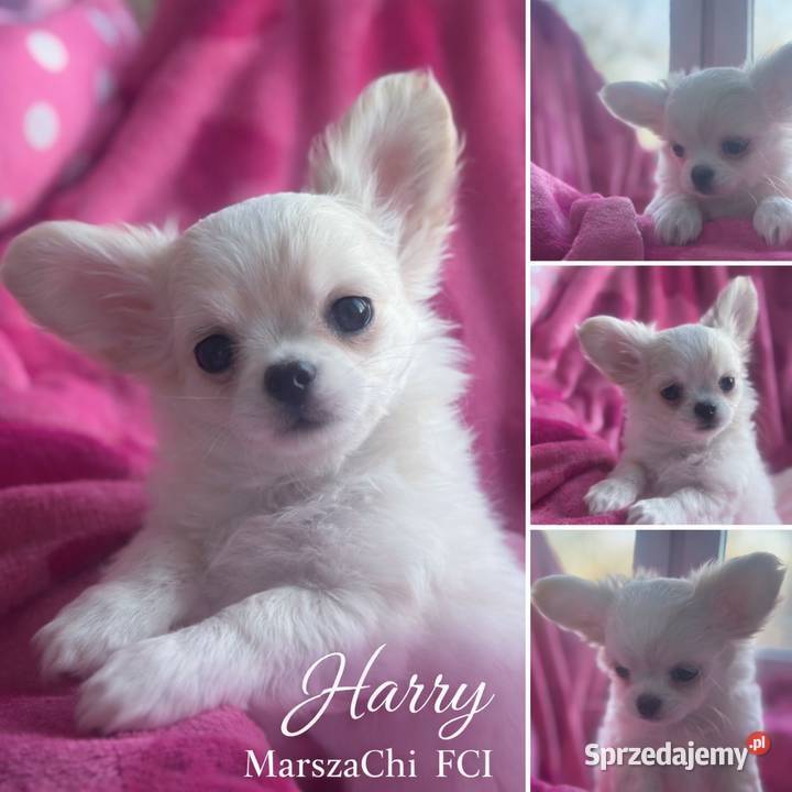 Chihuahua długowłosy z doskonałym rodowodem