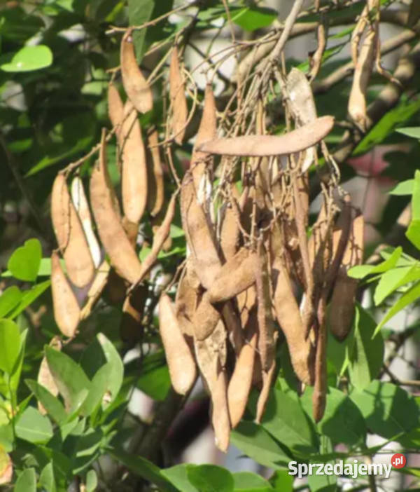 DRZEWO ROŻANE  Millettia peguensis NASIONA 100g Lubanie