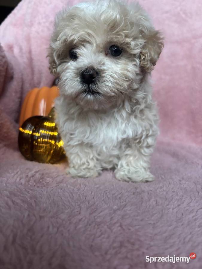Piesek Maltipoo F1 beżowy Częstochowa