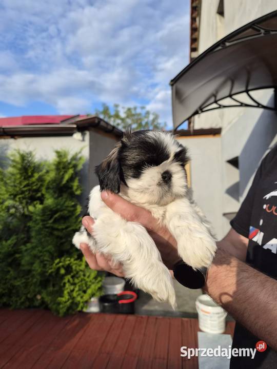 Domowe Czarusie Shih Tzu