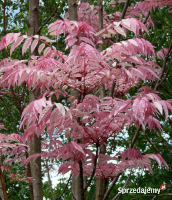 DRZEWO WARZYWNE Toona sinensis NASIONA 800 sztuk Lubanie