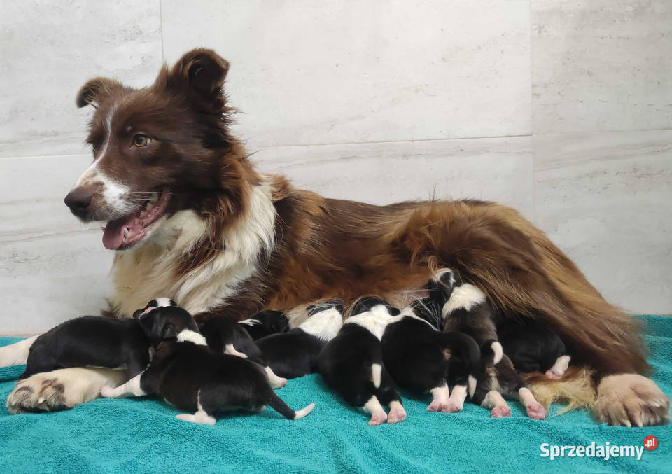 Rasowy Pies Border Collie TONY z pełną dok z Iwonicz