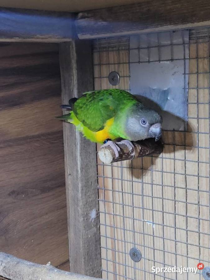 Afrykanka żółtobrzucha senegalka 2023r samica