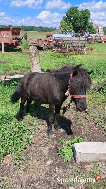 Kucyki sprzedam Bolesławiec sprzedam