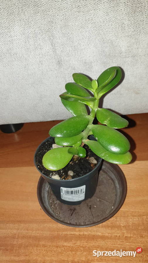 Grubosz crassula drzewko szczęścia Kaktusy i sukulenty Dom i Ogród Warszawa