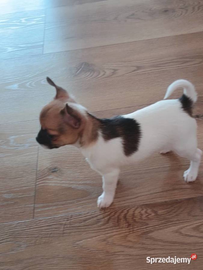 Chihuahua XS chłopiec Diament Chihuahua łódzkie Kleszczów