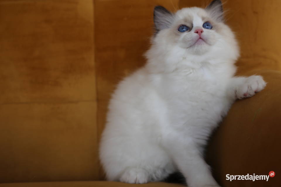 Koteczka Wicca z hodowli Castillo Cat lubuskie sprzedam