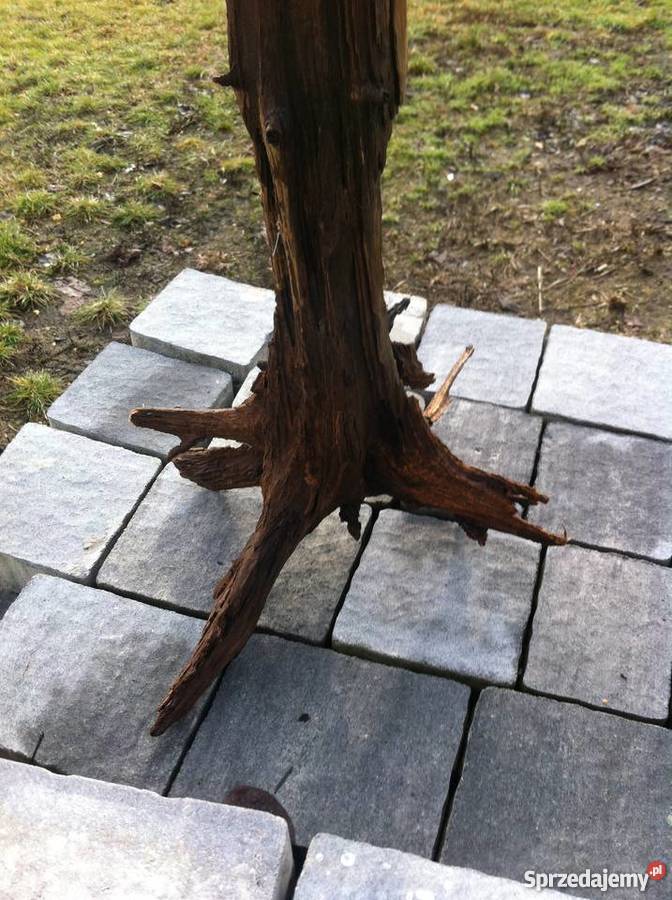 Korzeń dębu do akwarium świętokrzyskie Starachowice