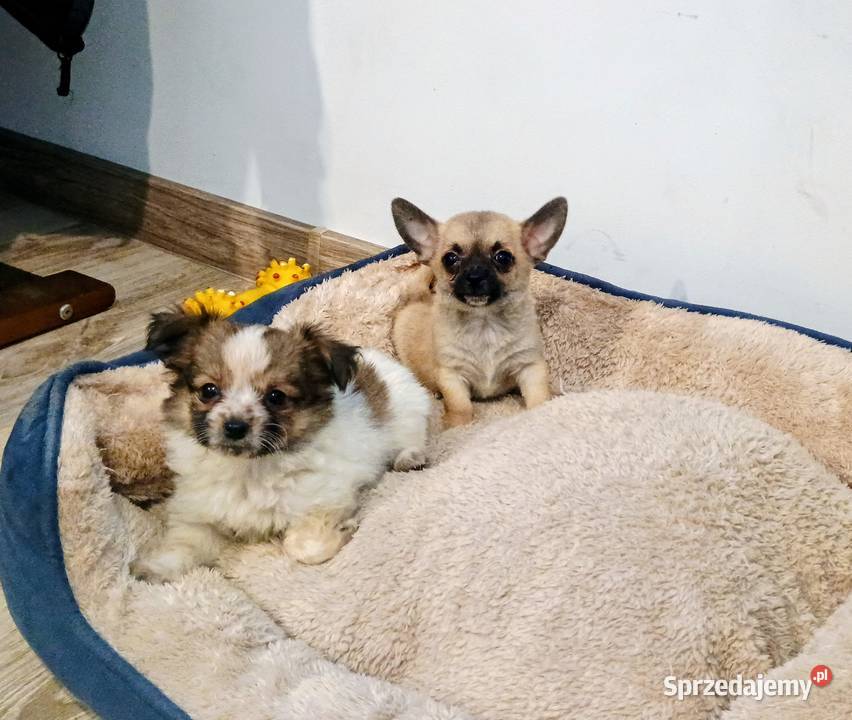 Chihuahua pieski