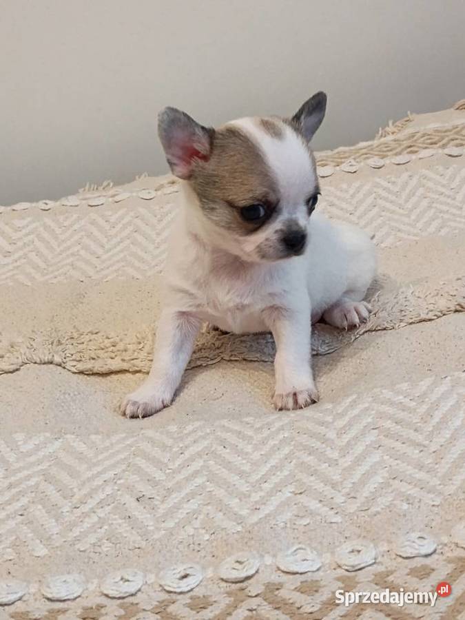 Chihuahua słodki piesek Łękińsko