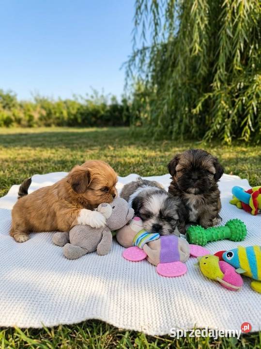 Shih tzu mazowieckie Płock