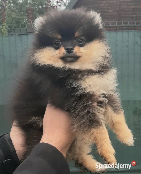 Szpic miniaturowy pomeranian sunia Pabianice
